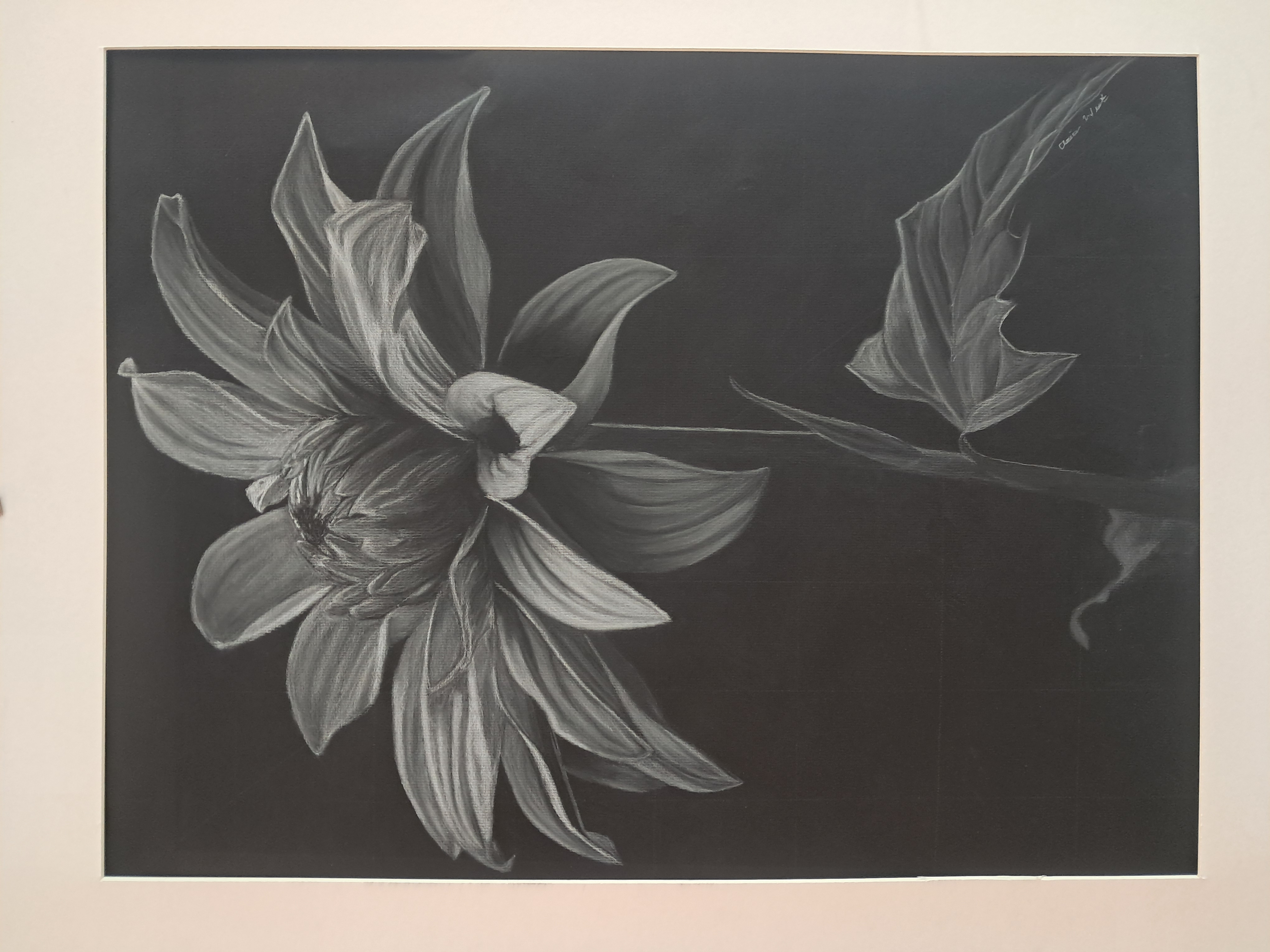 Charcoal flower drawing on black paper.